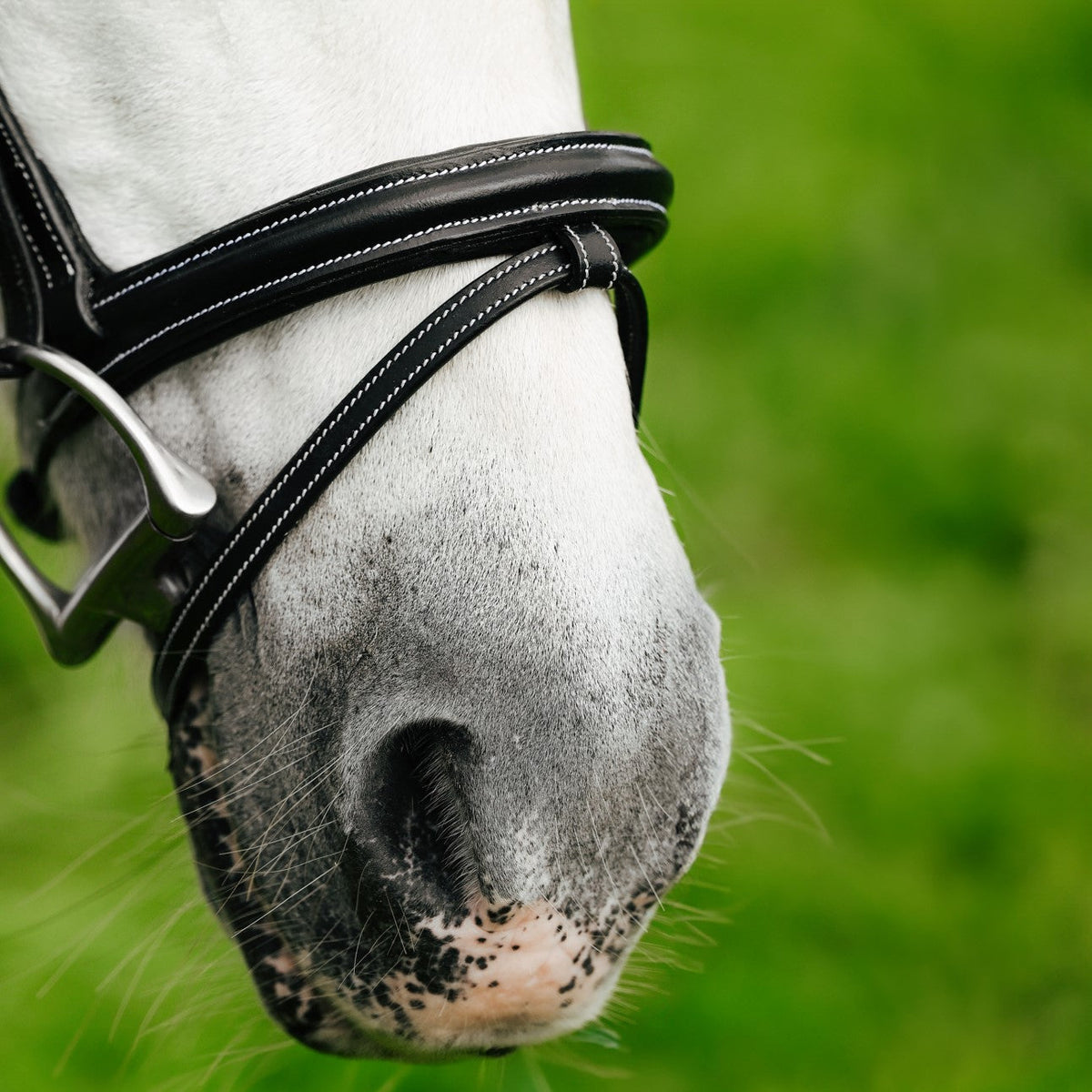 Lumiere Rainbow Bridle - close-up of the noseband on a grey pony