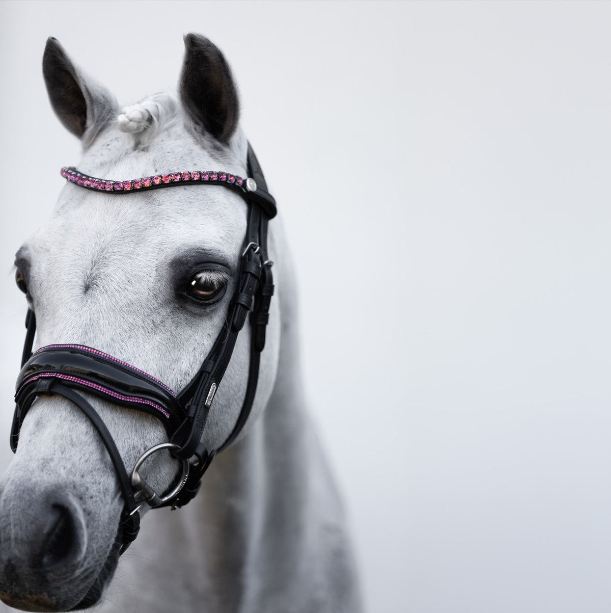 Lumiere Fairyfloss Bridle - grey pony wearing the bridle, front view