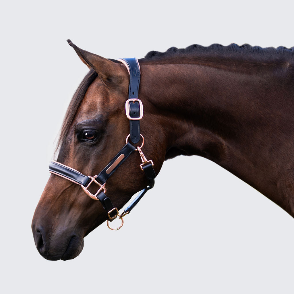 Lumiere Hollywood Leather Halter Pony - bay horse wearing the halter, side profile