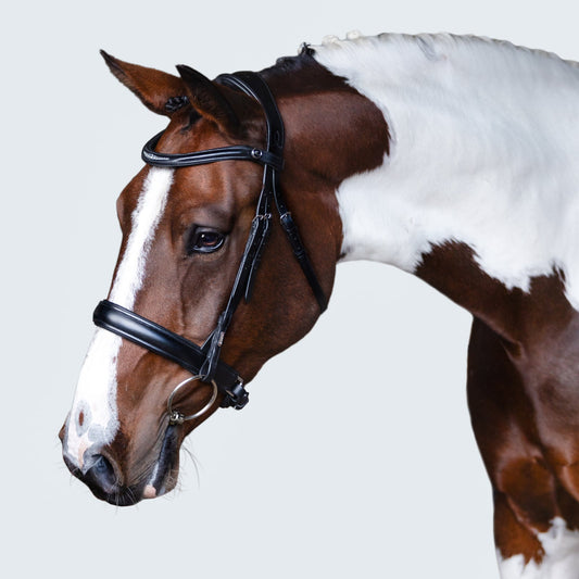 Lumiere Stella Bridle - horse wearing the black bridle, side view