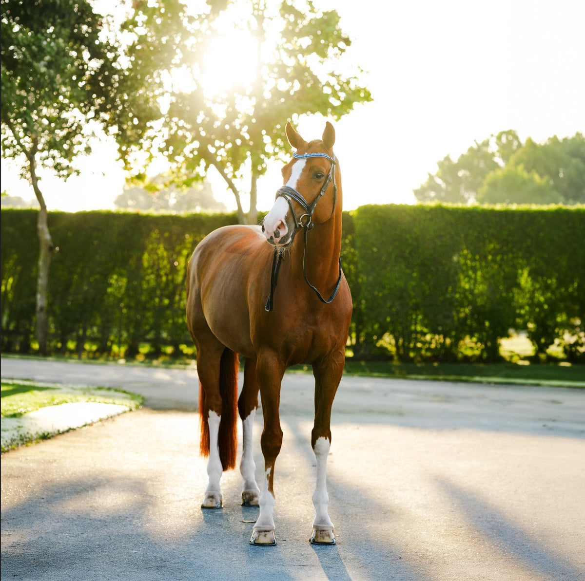 Lumiere Paris Bridle (Hanoverian) - horse standing in the bridle, full view