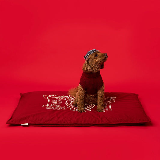 Snooza - Cotton Canvas Futon - Rust - Mighty size with dog