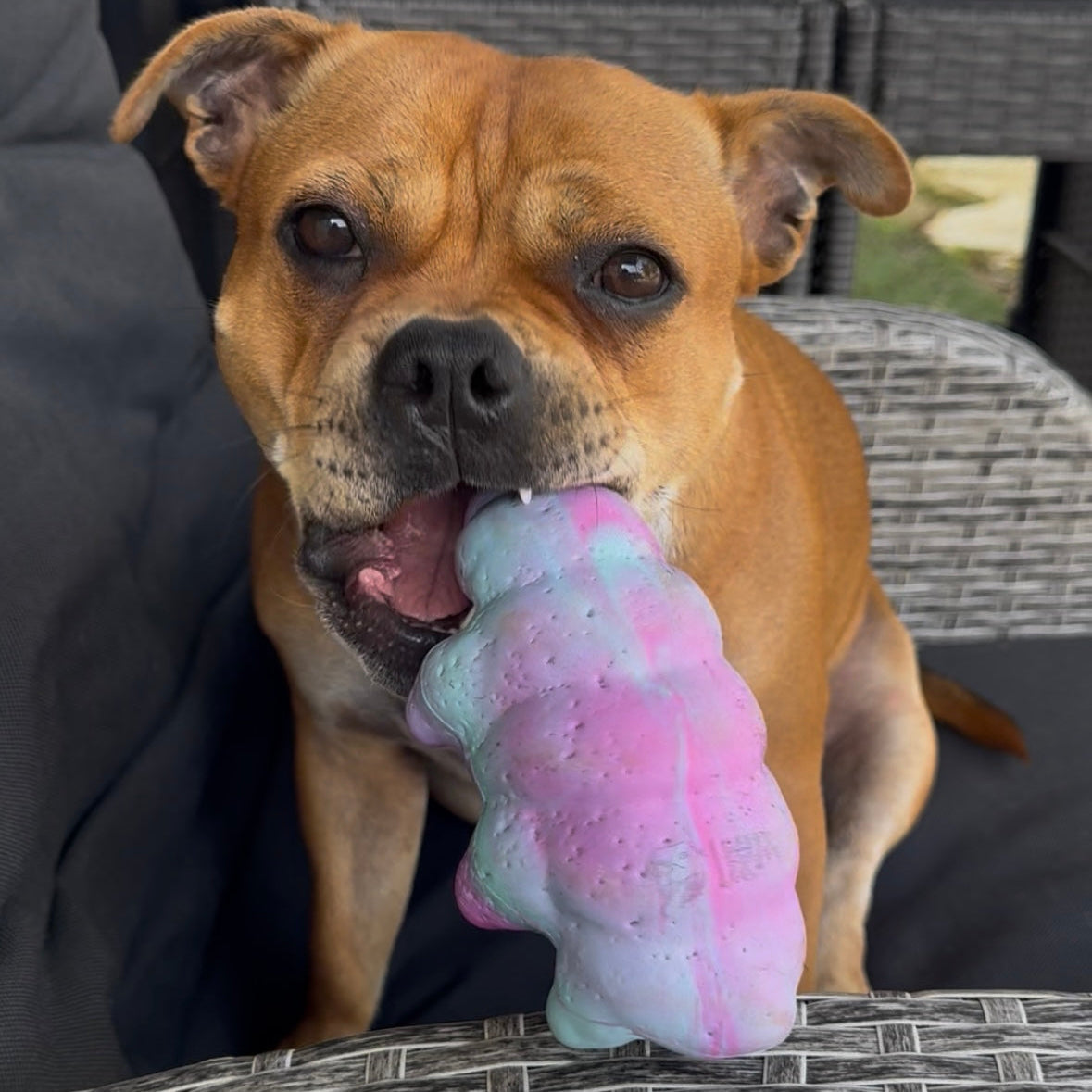 Happy Staffy Co - Cosmo Critter