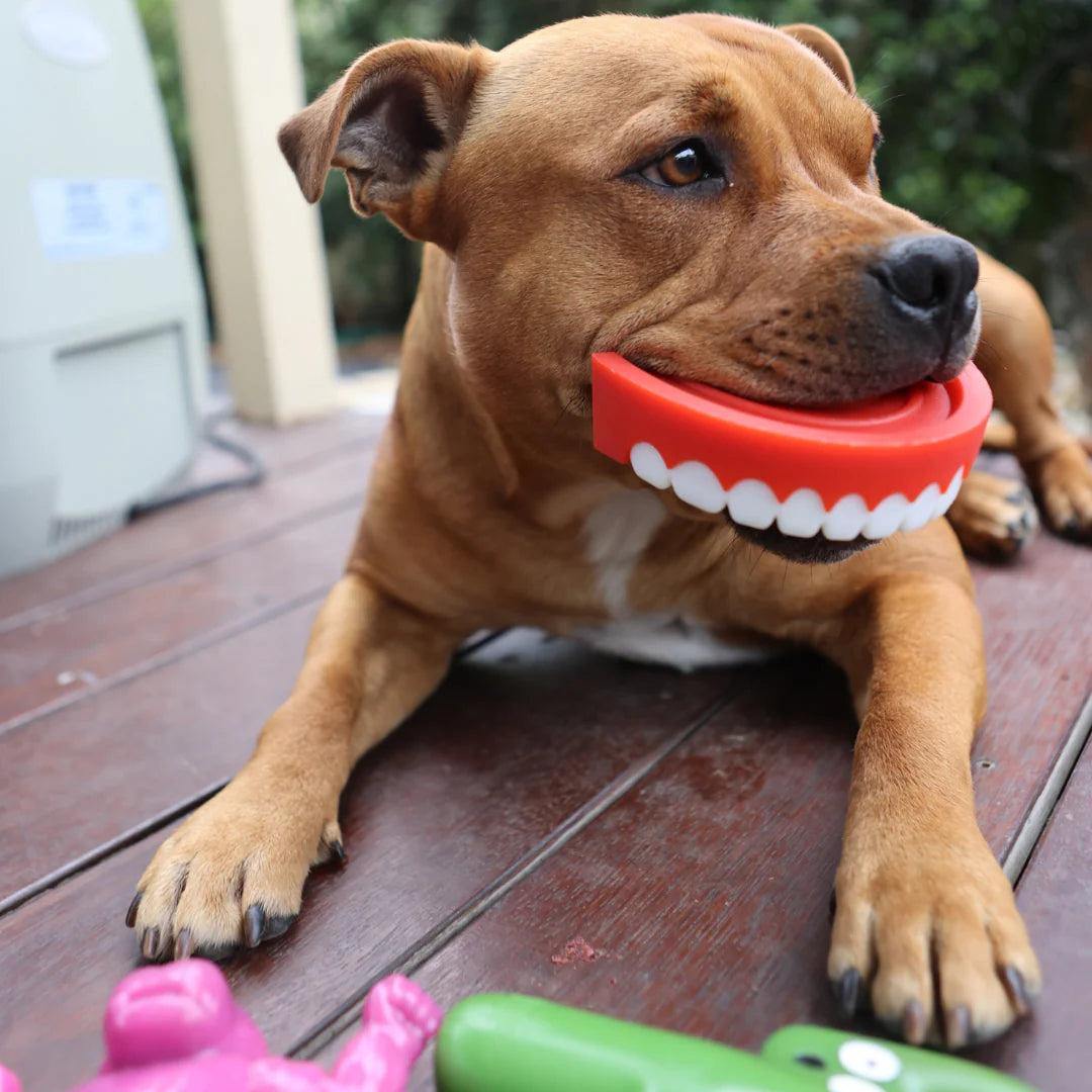 Happy Staffy Co - Chatter Chompers