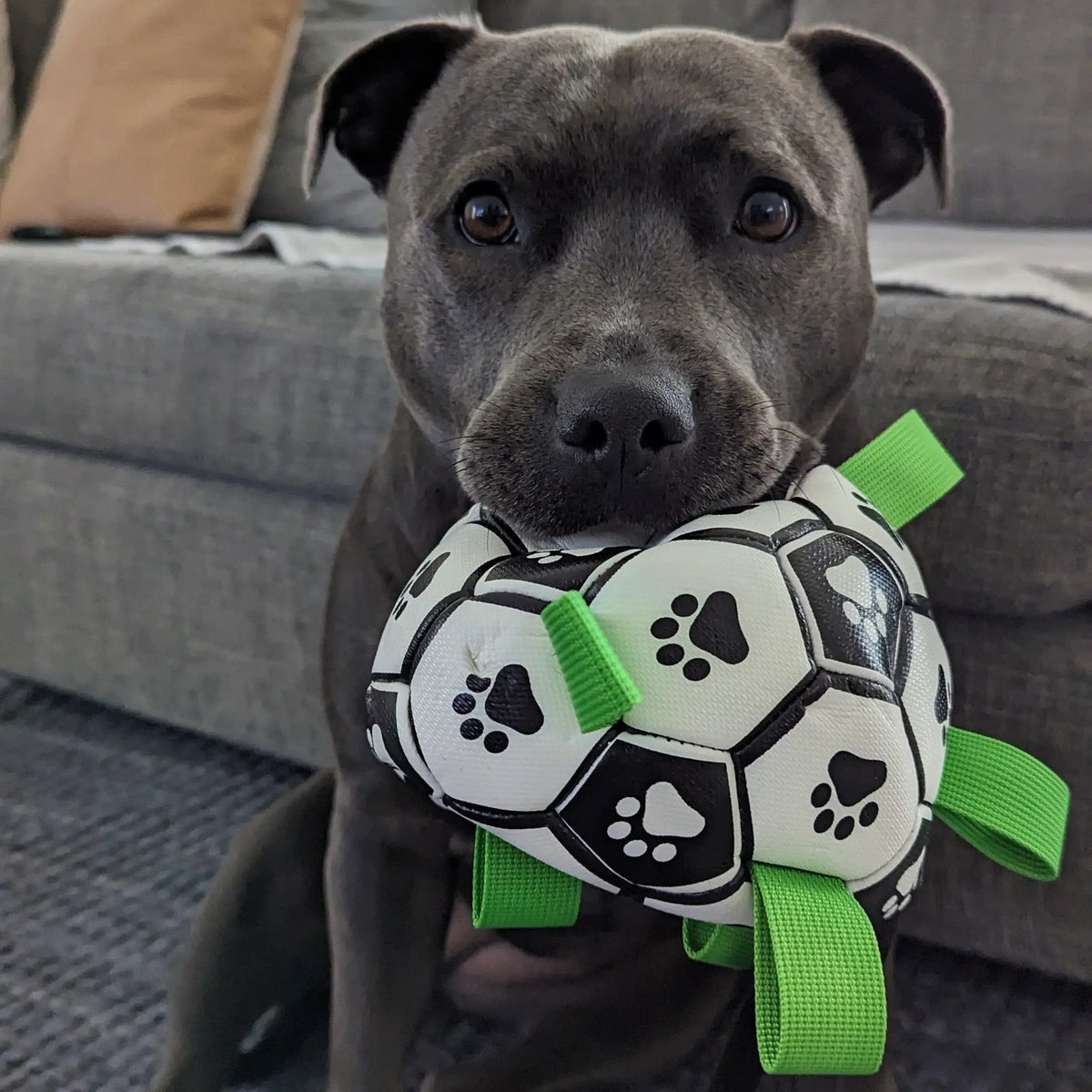 Happy Staffy Co - Ronaldog Soccer Ball
