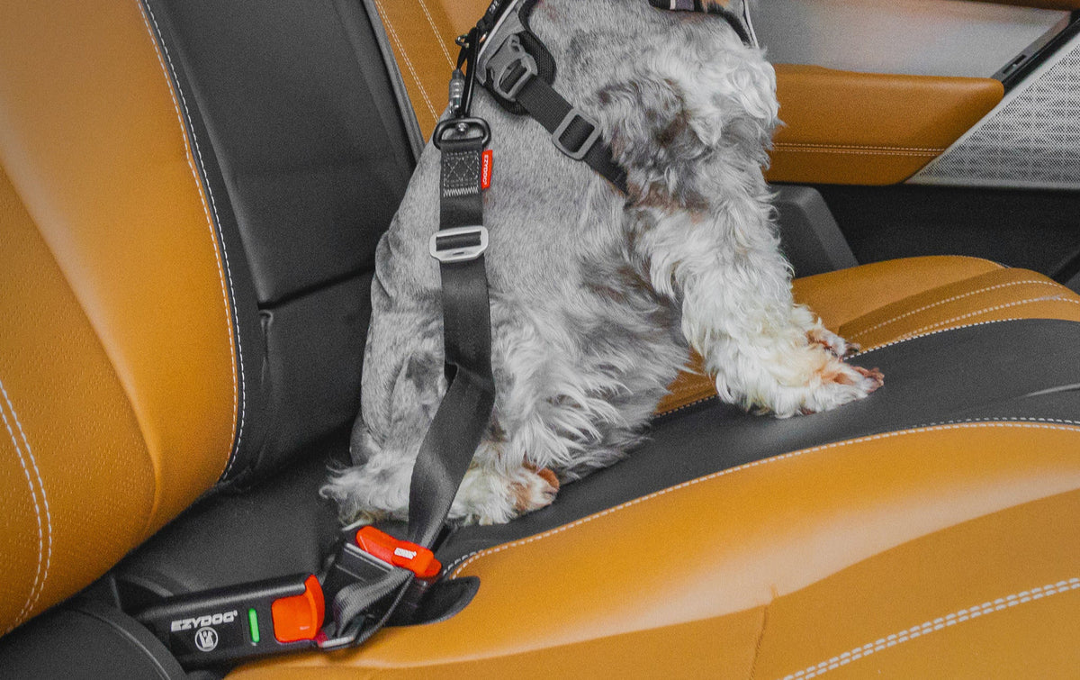 EzyDog - ISOFIX Latch Adjustable Dog Seatbelt - in a car with a dog
