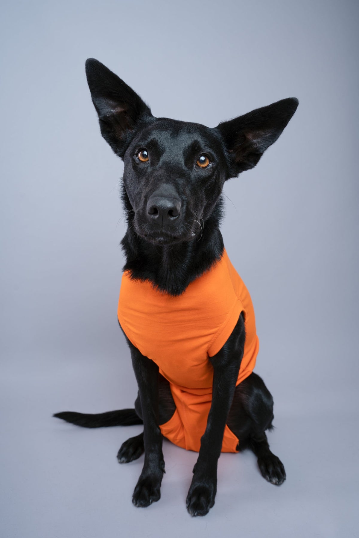 RecoverPet - Dog Recovery Suit - Orange