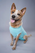 Load image into Gallery viewer, RecoverPet - Dog Recovery Suit - Light Blue

