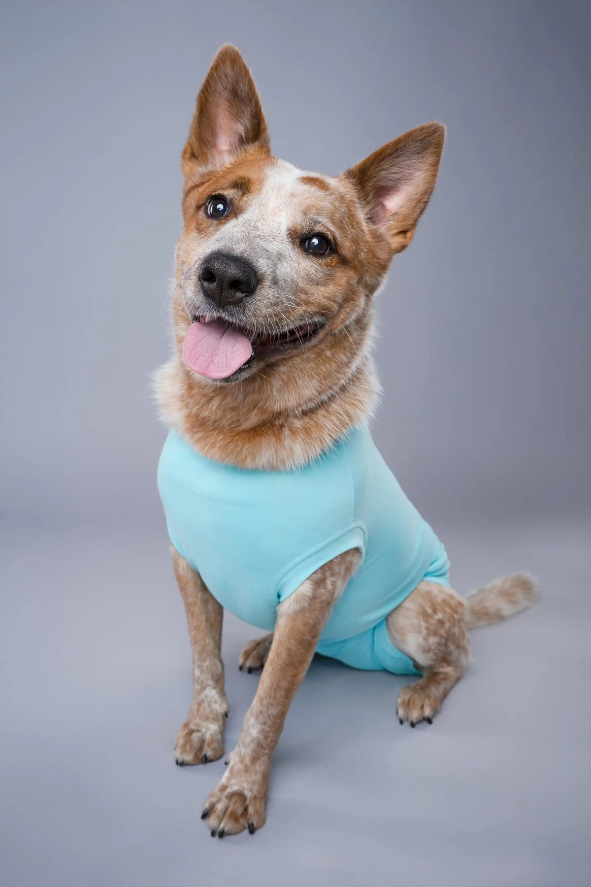 RecoverPet - Dog Recovery Suit - Light Blue