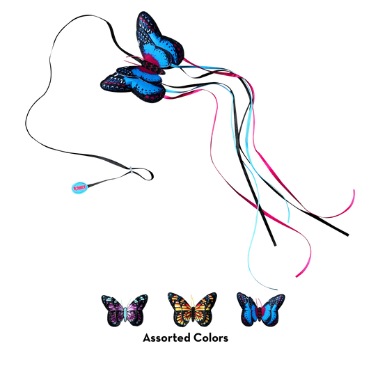 Kong Cat teaser butterfly