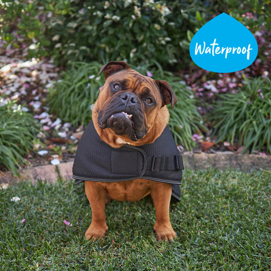 Adventure Dog Coat - Black X Large 66cm