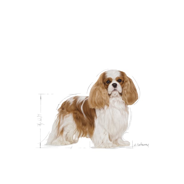 Royal Canin Cavalier Adult