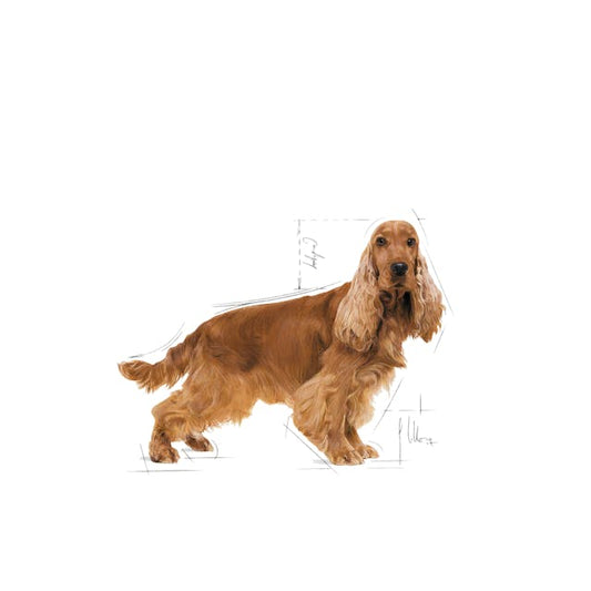 Royal Canin Cocker Spaniel Adult