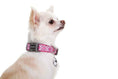 Load image into Gallery viewer, doog-neoprene-dog-collar-toto - gallery_1

