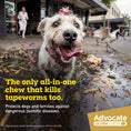 Load image into Gallery viewer, advocate-ultra-chew-small-breed-2-9-5-5kg-dog-flea-tick-worming - gallery_2
