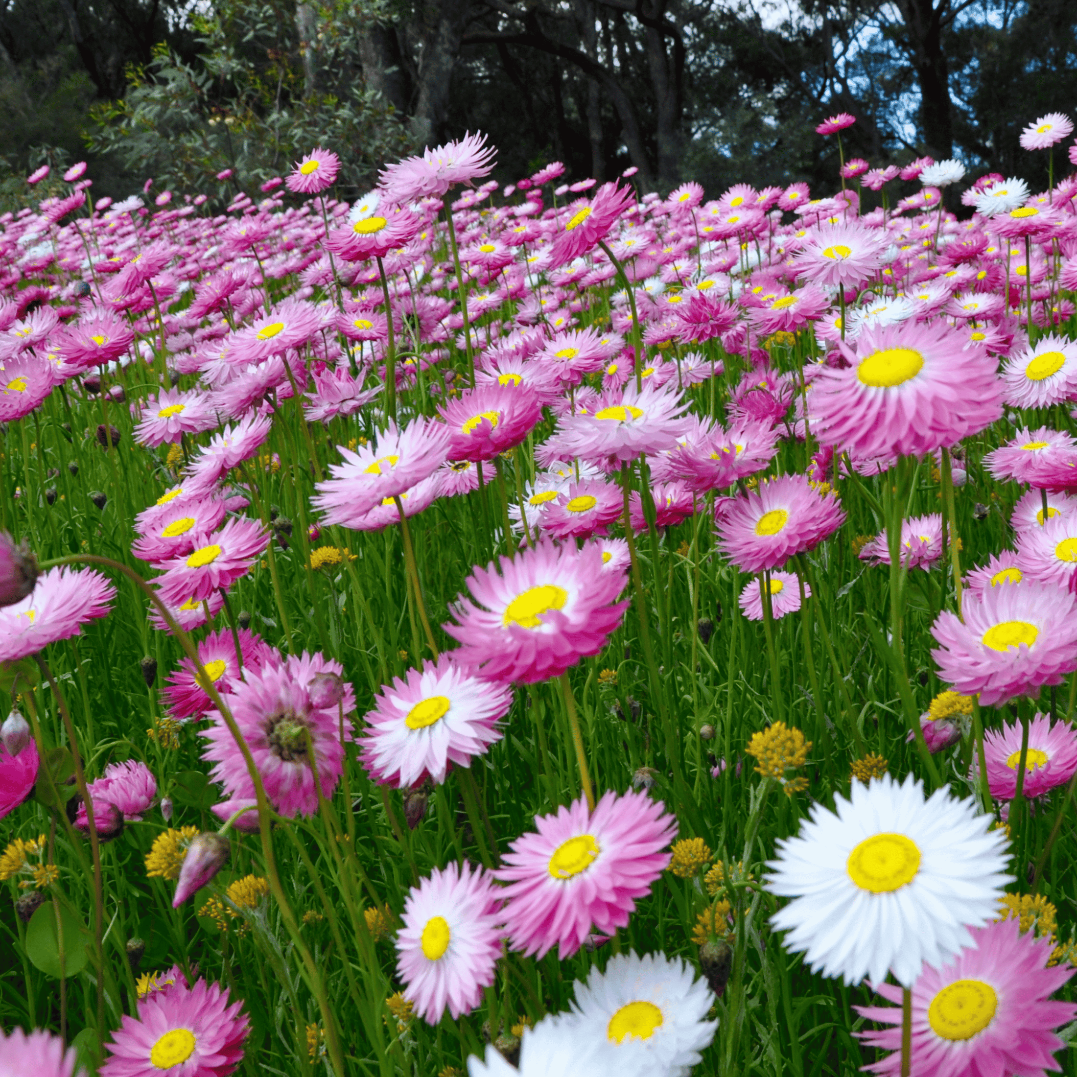 Everlasting Daisy Fields