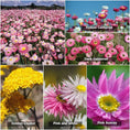 Load image into Gallery viewer, Everlasting Daisy Fields
