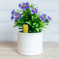 Load image into Gallery viewer, Mini Insect Indoor Pot Traps (5 Pack)
