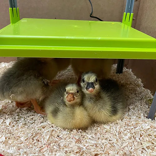Chick Heating Plate