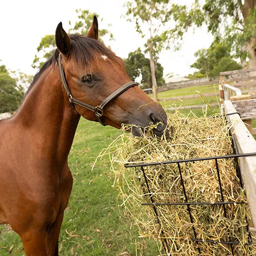 Bainbridge - Hanging Fence Wire Hay Feeder