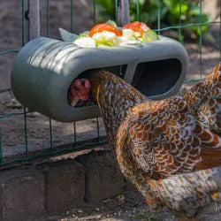 Bainbridge Chicken Play Ground-Feeder w/ attachments