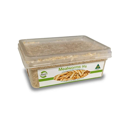 Regular Mealworms 50g Tub