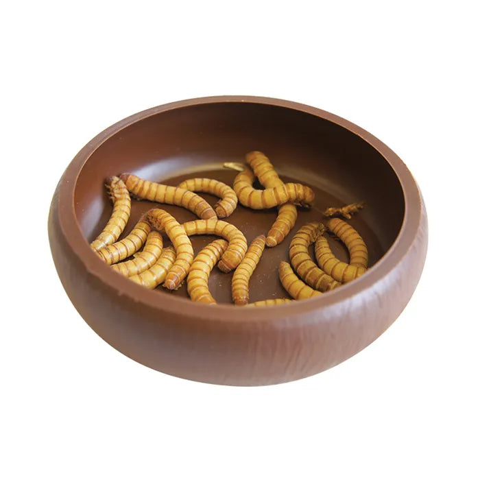 Komodo Mealworm Dish