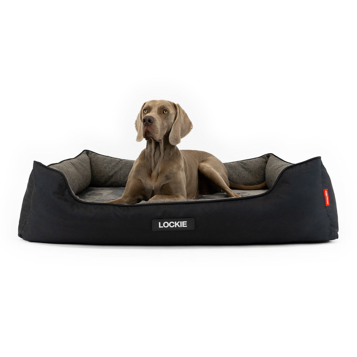 EzyDog - 2in1 Ortho Smart Bed - dog lying on the size XL bed