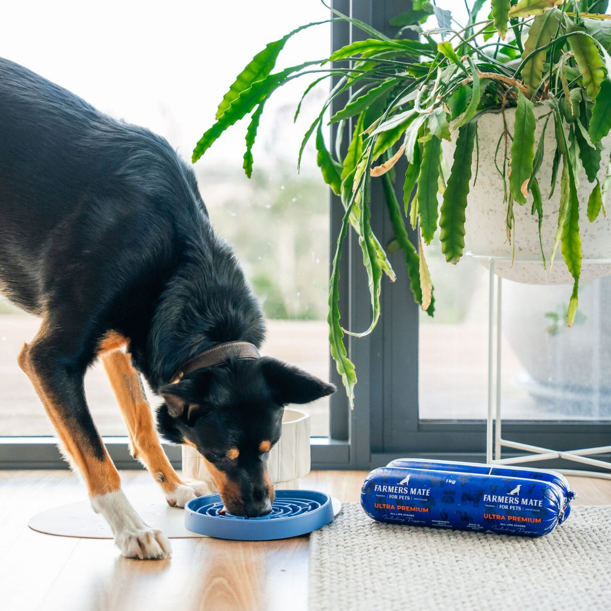 Farmers Mate - Ultra Premium Fresh Dog Food - dog eating from a lick mat