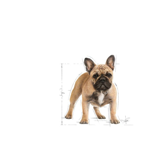 Royal Canin French Bulldog Adult