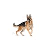 Load image into Gallery viewer, Royal Canin German Shepherd Adult
