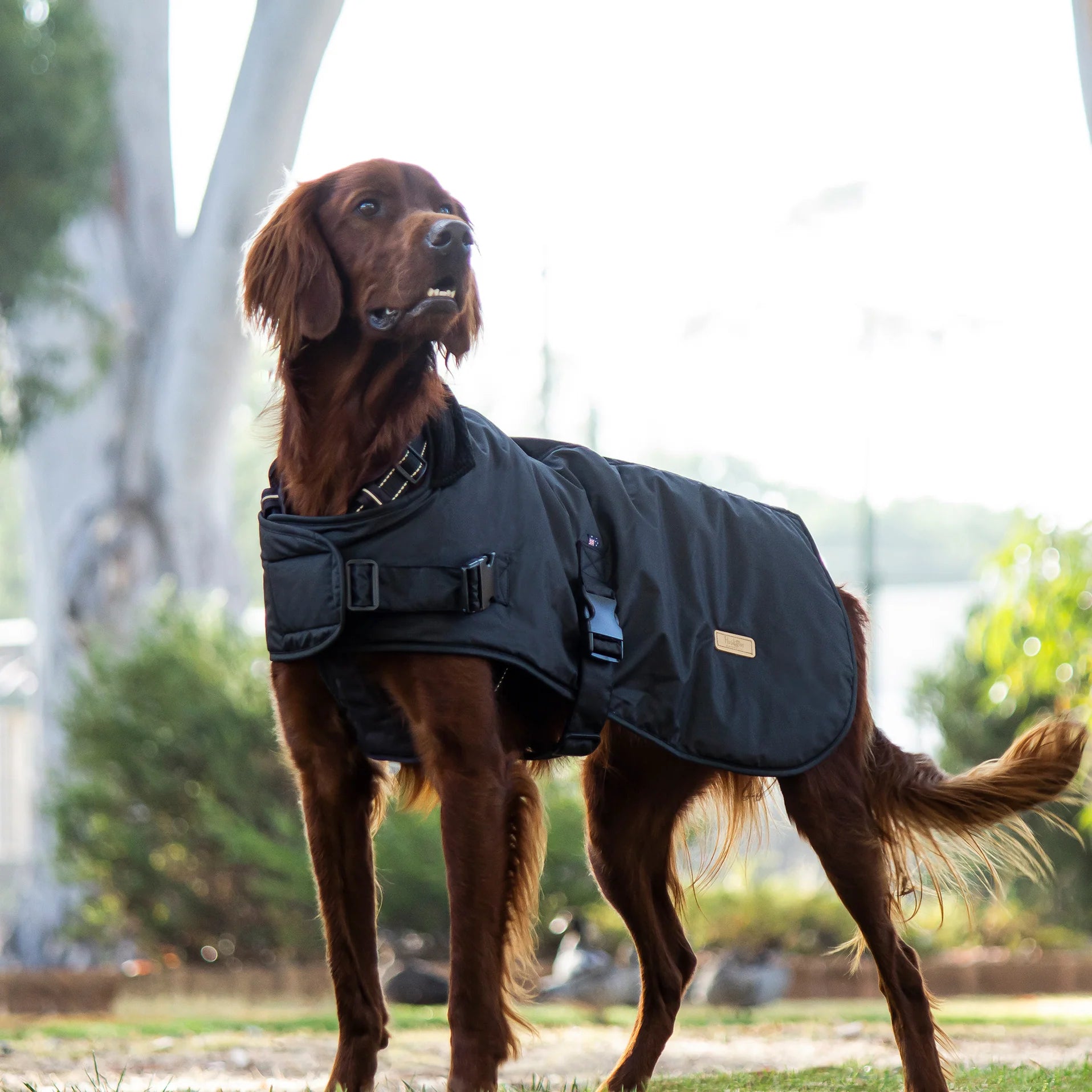 Huskimo Waxed Cotton (Natural Oilskin) Dog Coat - Thunder
