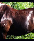 Load image into Gallery viewer, hse-glass-coat-laminator - gallery_1
