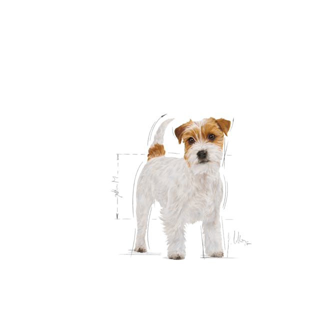 Royal Canin Jack Russell Adult