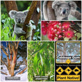 Load image into Gallery viewer, Koala Food Collection
