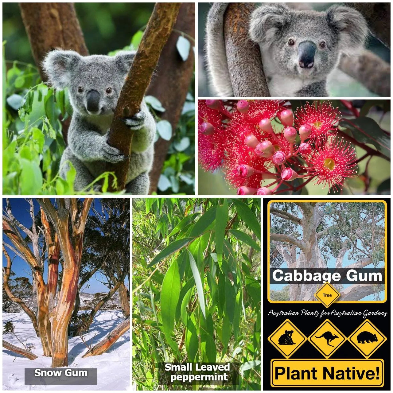 Koala Food Collection