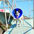 Load image into Gallery viewer, Kong - EZ Soft Collar - worn by dog
