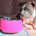 Load image into Gallery viewer, Loving Pets - Retro Bowl - Hot Pink - dog beside the bowl
