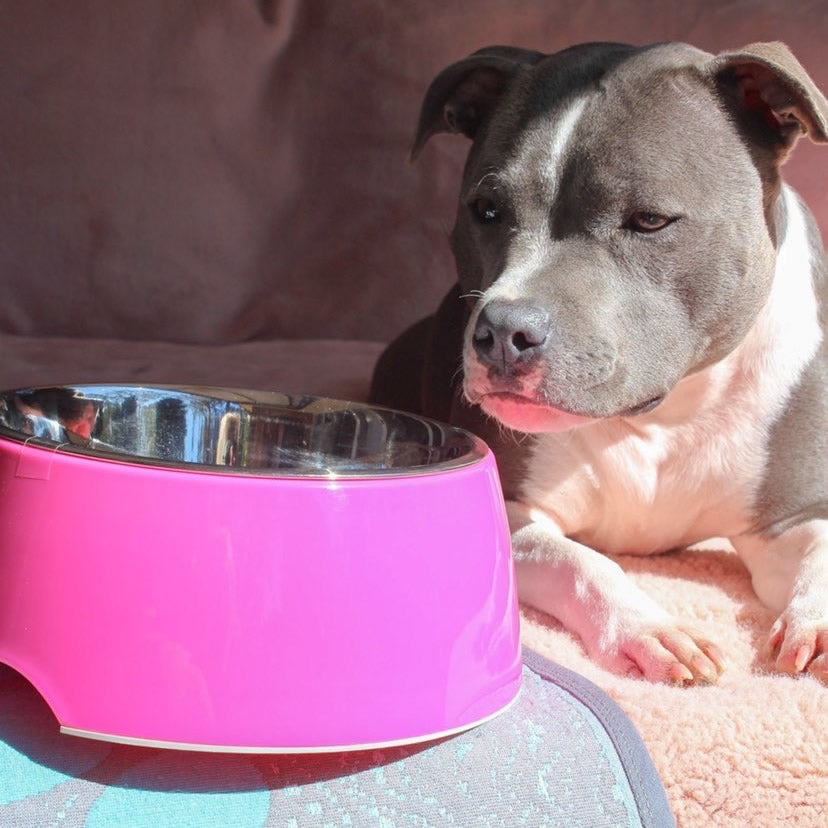 Loving Pets - Retro Bowl - Hot Pink - dog beside the bowl