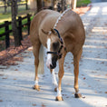 Load image into Gallery viewer, Lumiere Hollywood Leather Halter - palomino horse standing in the halter, full view
