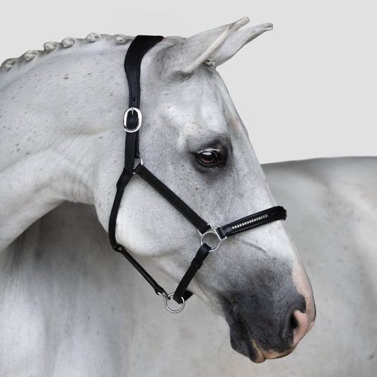 Lumiere Perseus Halter - grey horse wearing the black halter, side view