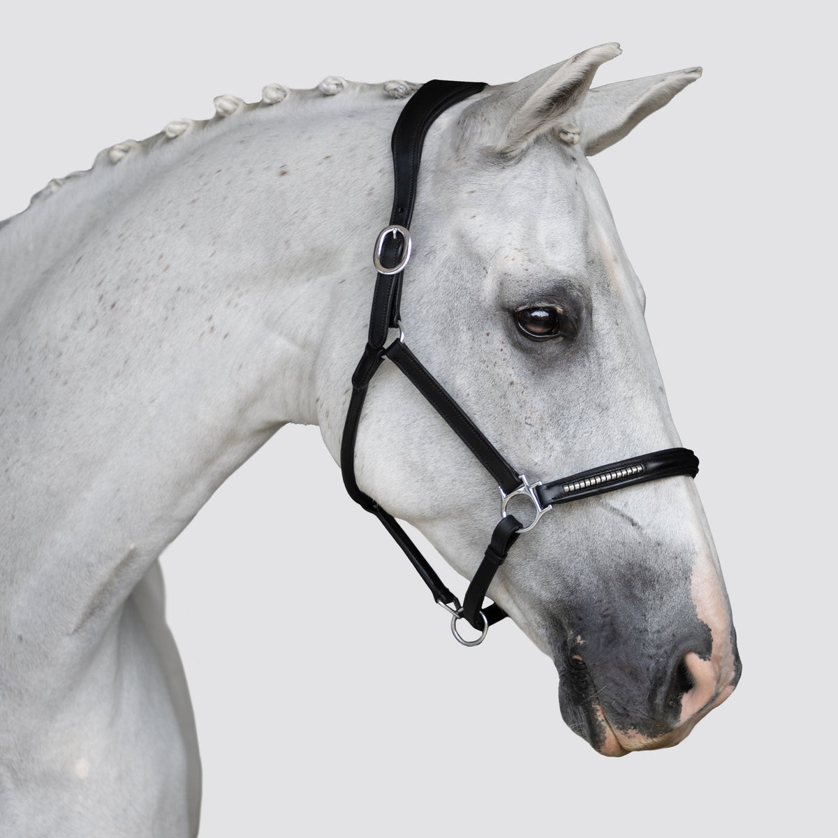 Lumiere Perseus Halter - grey horse wearing the black halter, profile