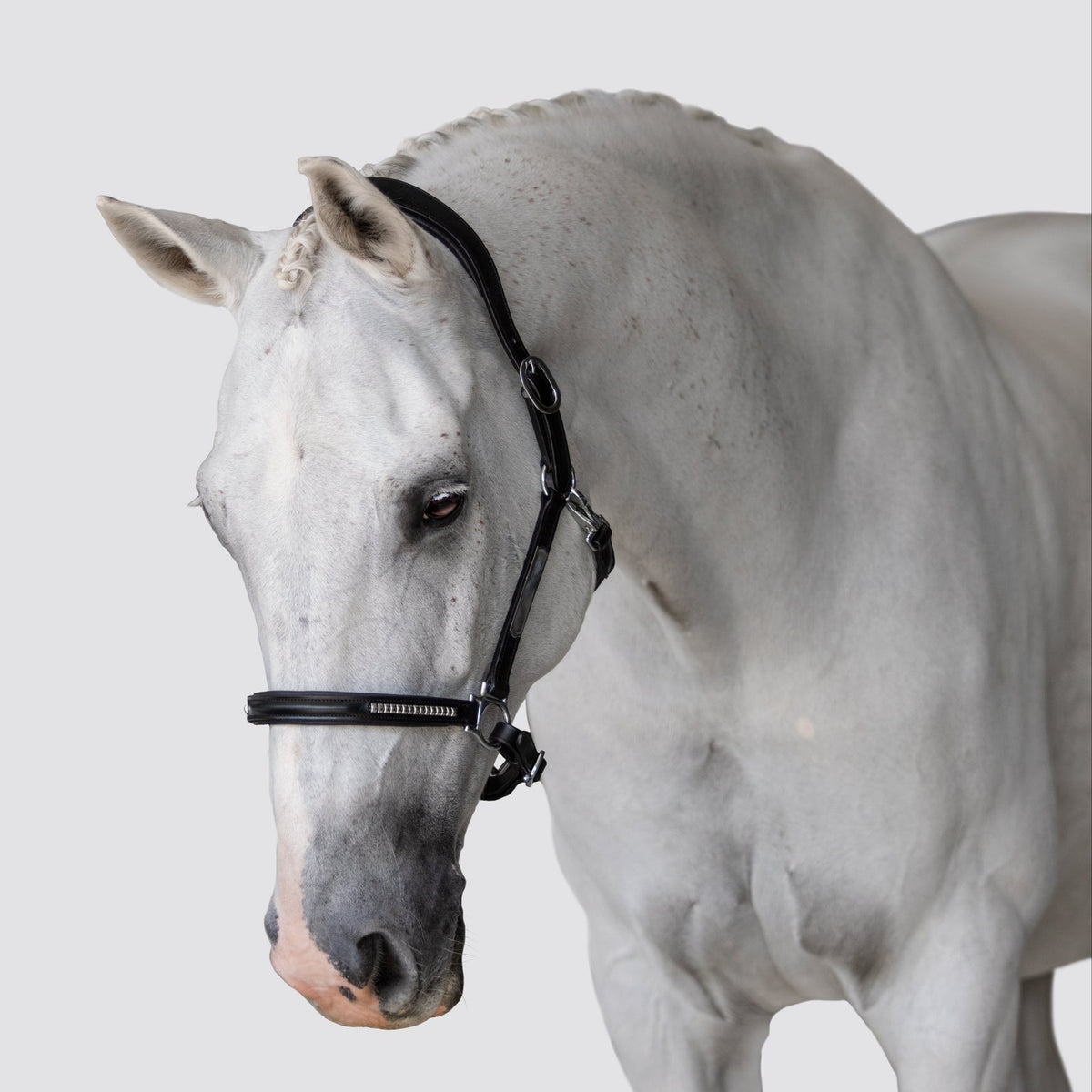 Lumiere Perseus Halter - grey horse wearing the black halter, three-quarter view