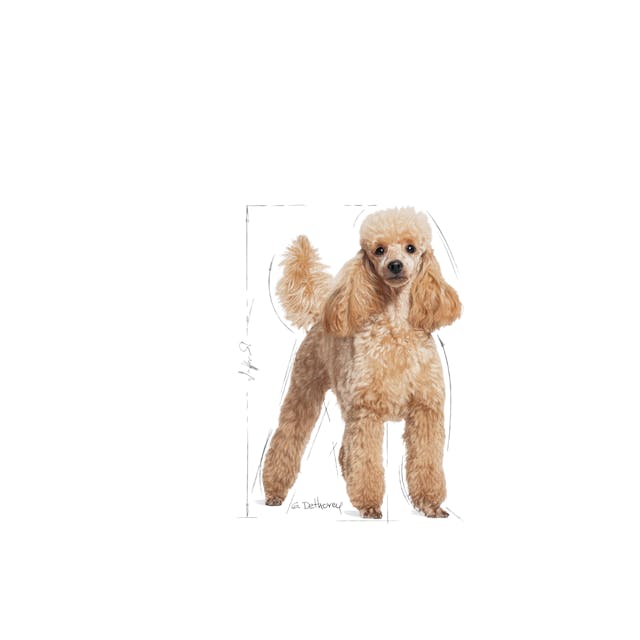 Royal Canin Poodle Adult