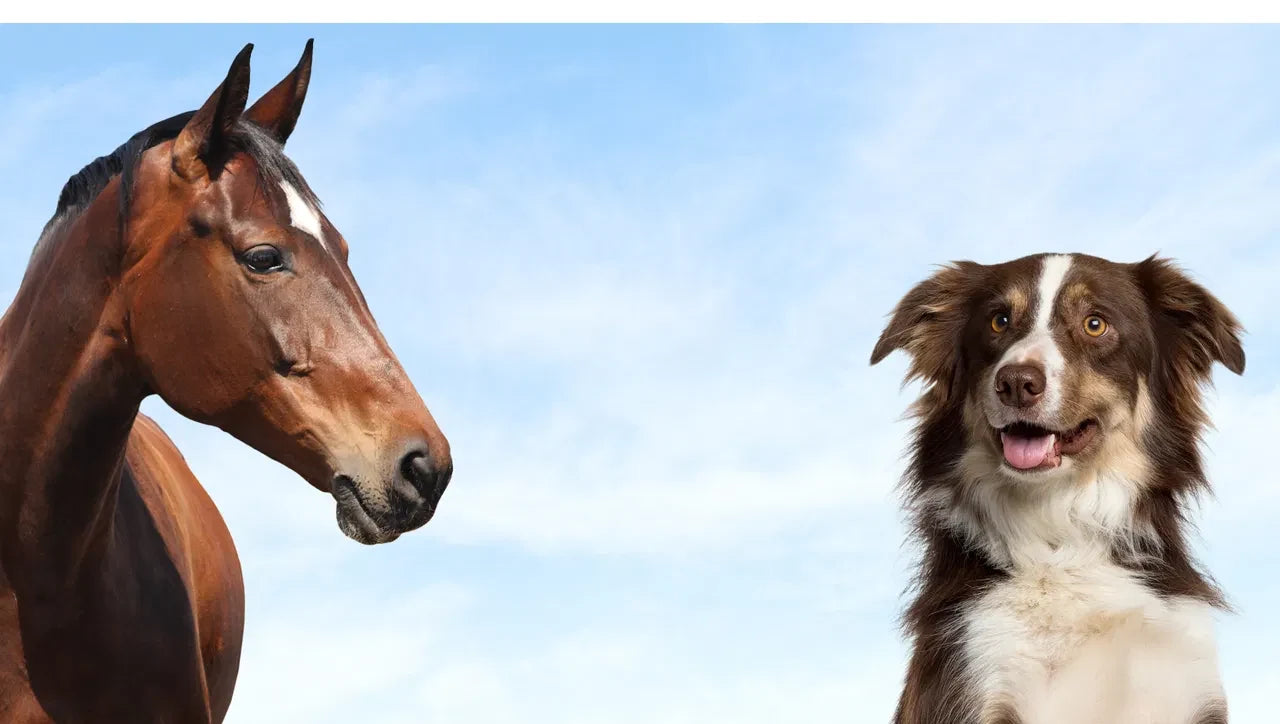 A bay horse and a border collie