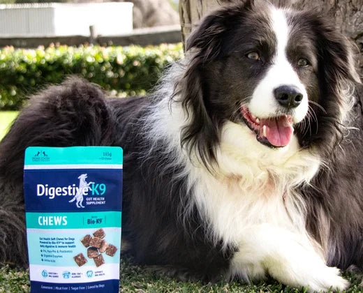 A border collie beside a pack of Poseidon DigestiveK9 chews