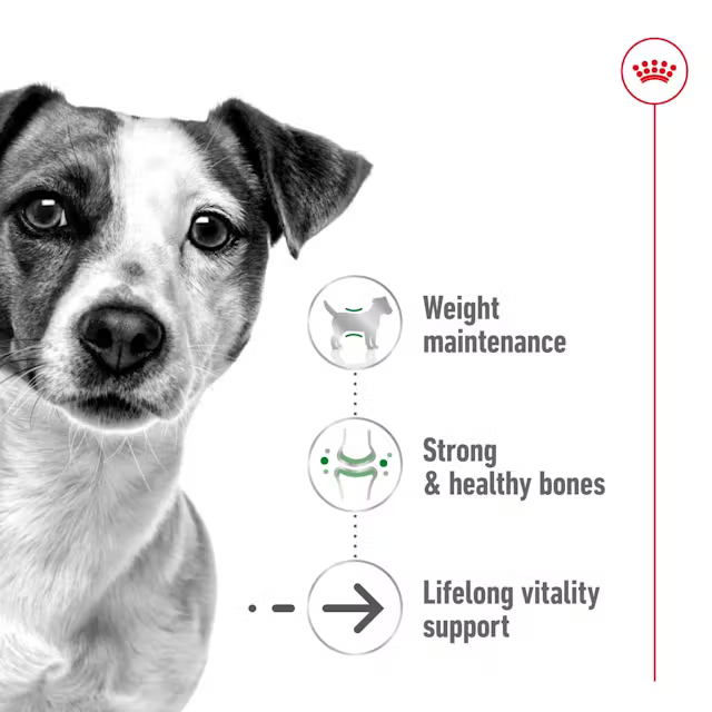 Royal Canin - Mini Ageing 12+ 1.5kg