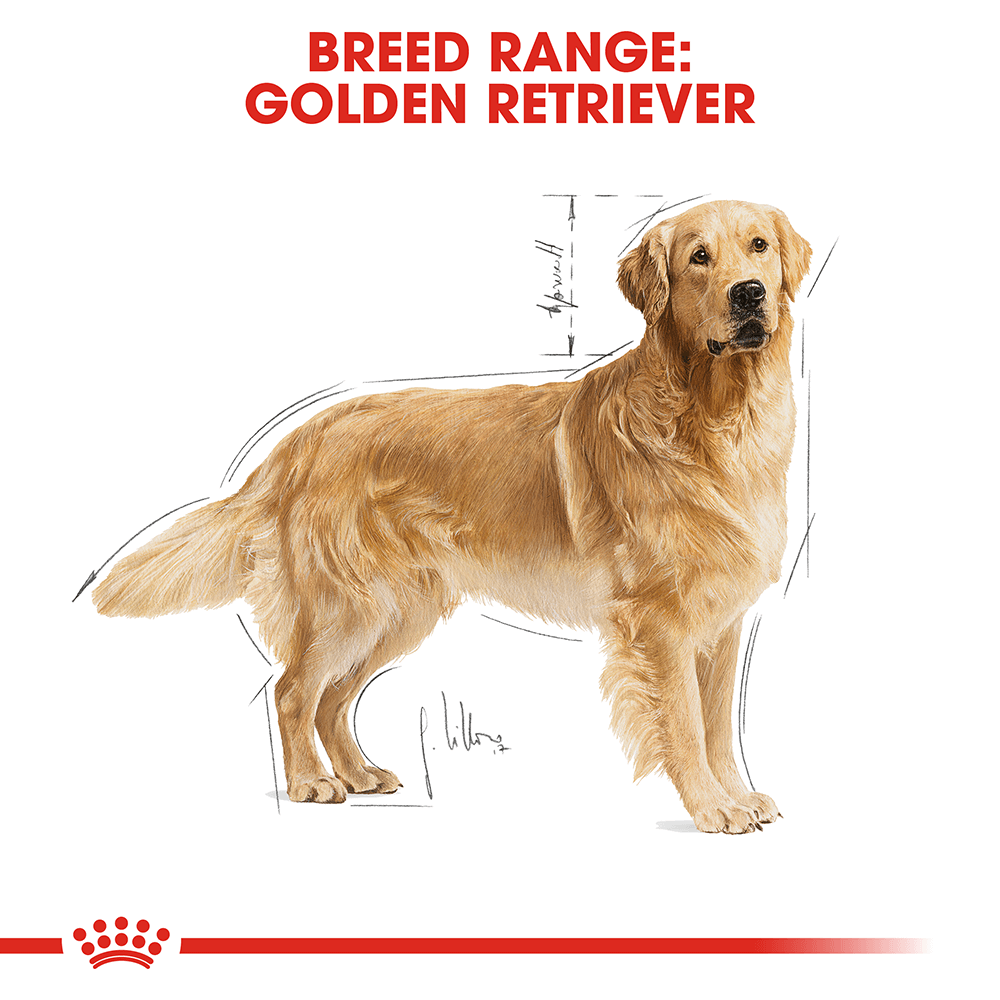 Royal Canin Golden Retriever Adult