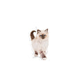 Load image into Gallery viewer, Royal Canin - Kitten Dry Cat Food
