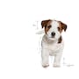 Load image into Gallery viewer, Royal Canin Mini Puppy
